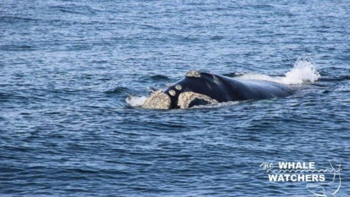 Southern Right whales
