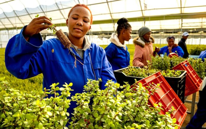 South Africa’s ambitious spekboom