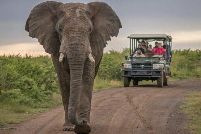 Addo Elephant National Park