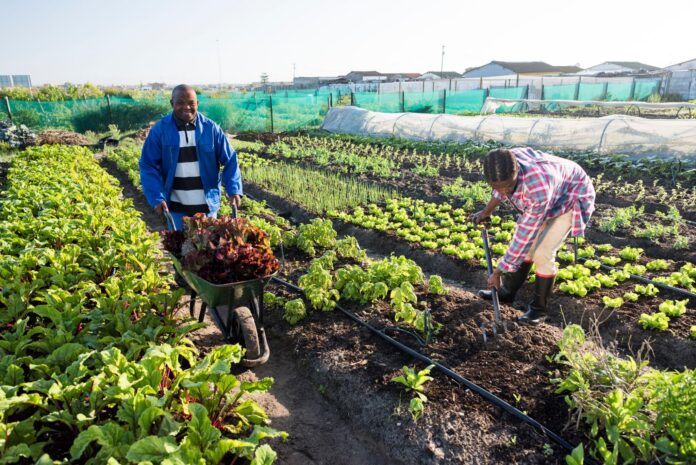 South Africa’s nutrition crisis